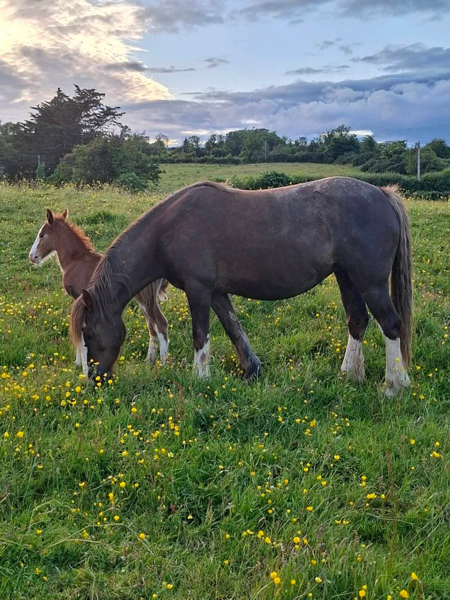 Cob X Mare and Filly Foal - Image 1