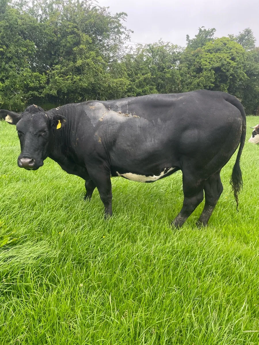 Drumshambo Mart in calf heifers - Image 1