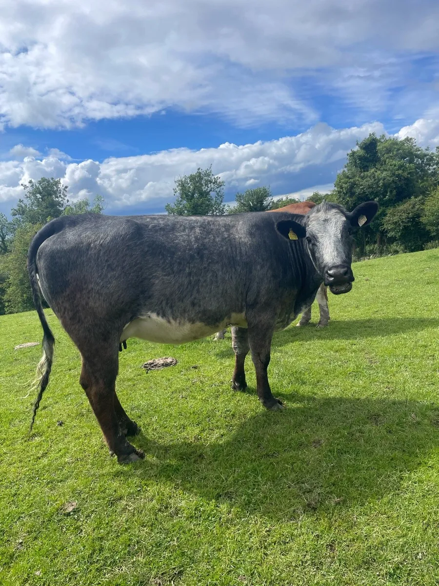 Drumshambo Mart in calf heifers - Image 2