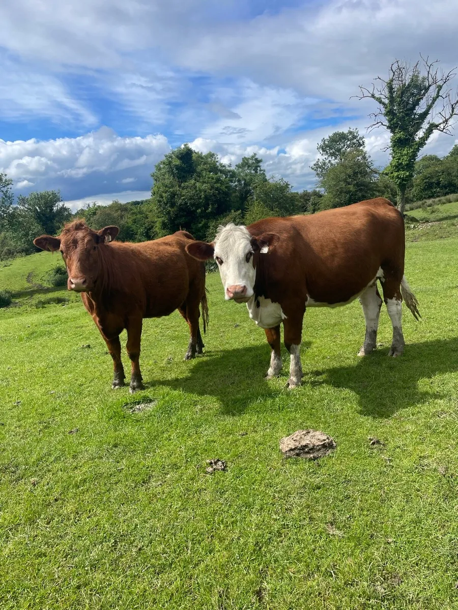 Drumshambo Mart in calf heifers - Image 3