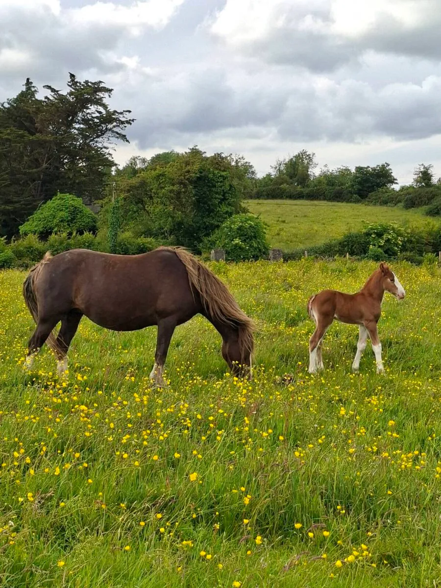 Cob X Mare and Filly Foal - Image 2