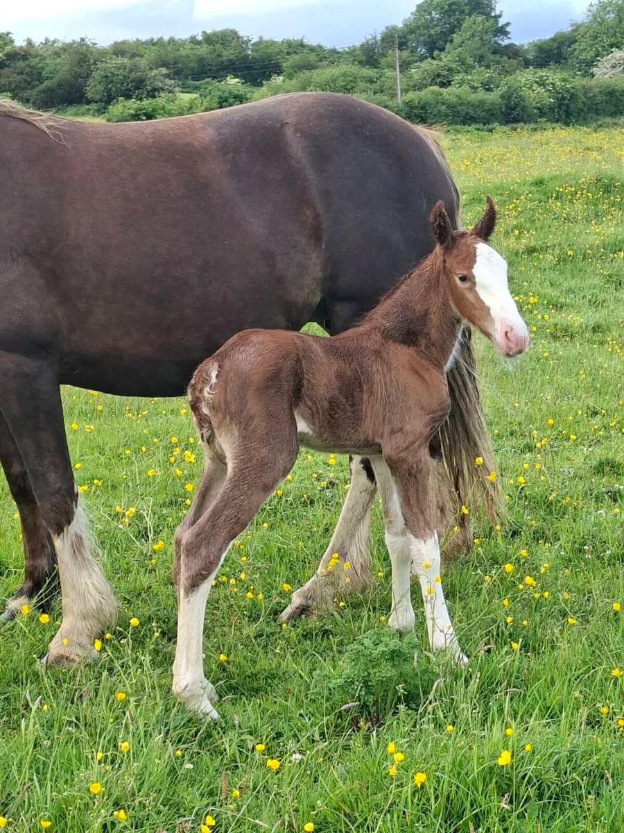 Cob X Mare and Filly Foal - Image 3