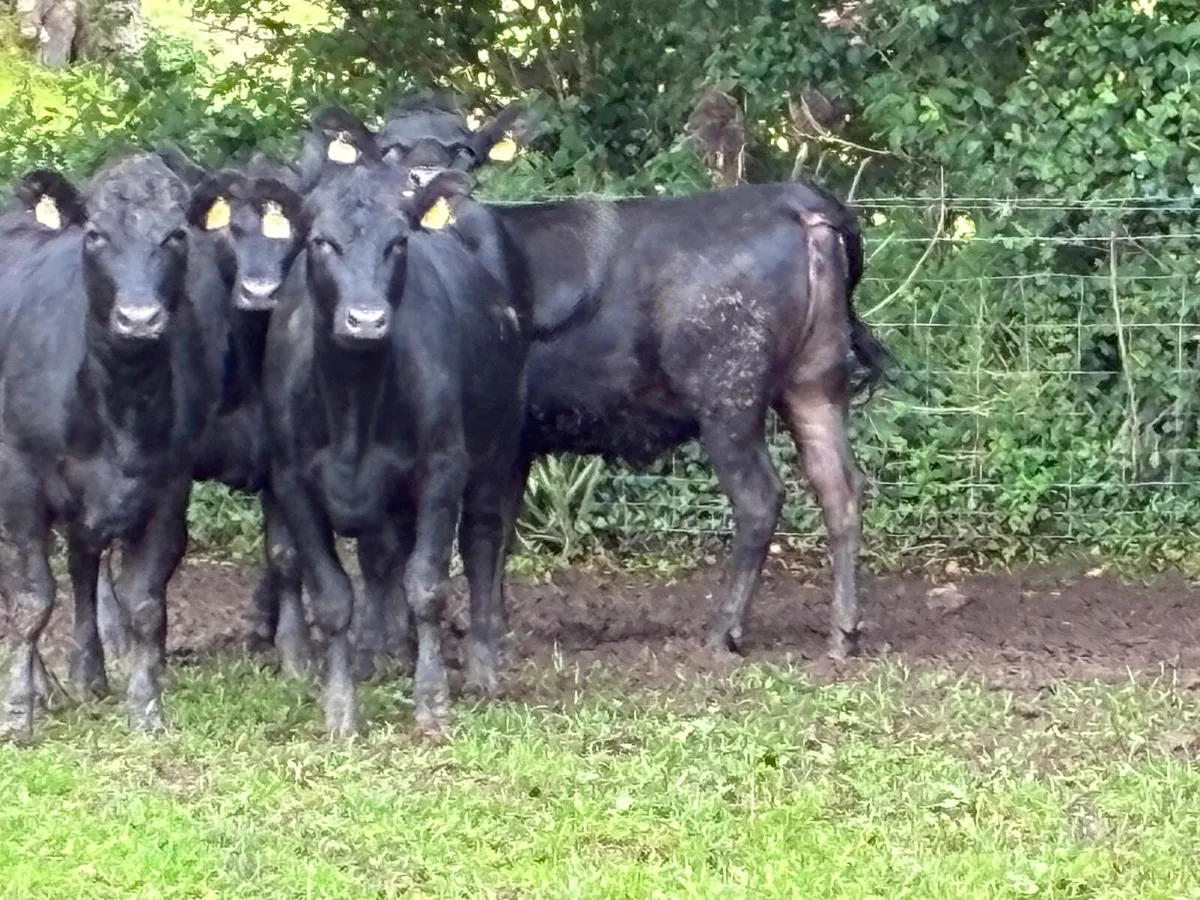 6 super 380 kg Angus heifers - Image 4