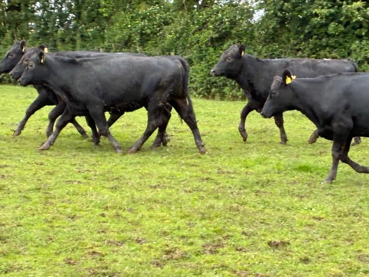 6 super 380 kg Angus heifers - Image 1