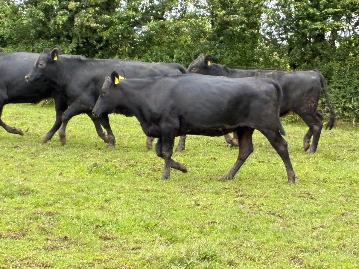 6 super 380 kg Angus heifers - Image 2