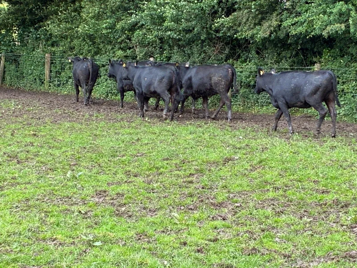 6 super 380 kg Angus heifers - Image 3