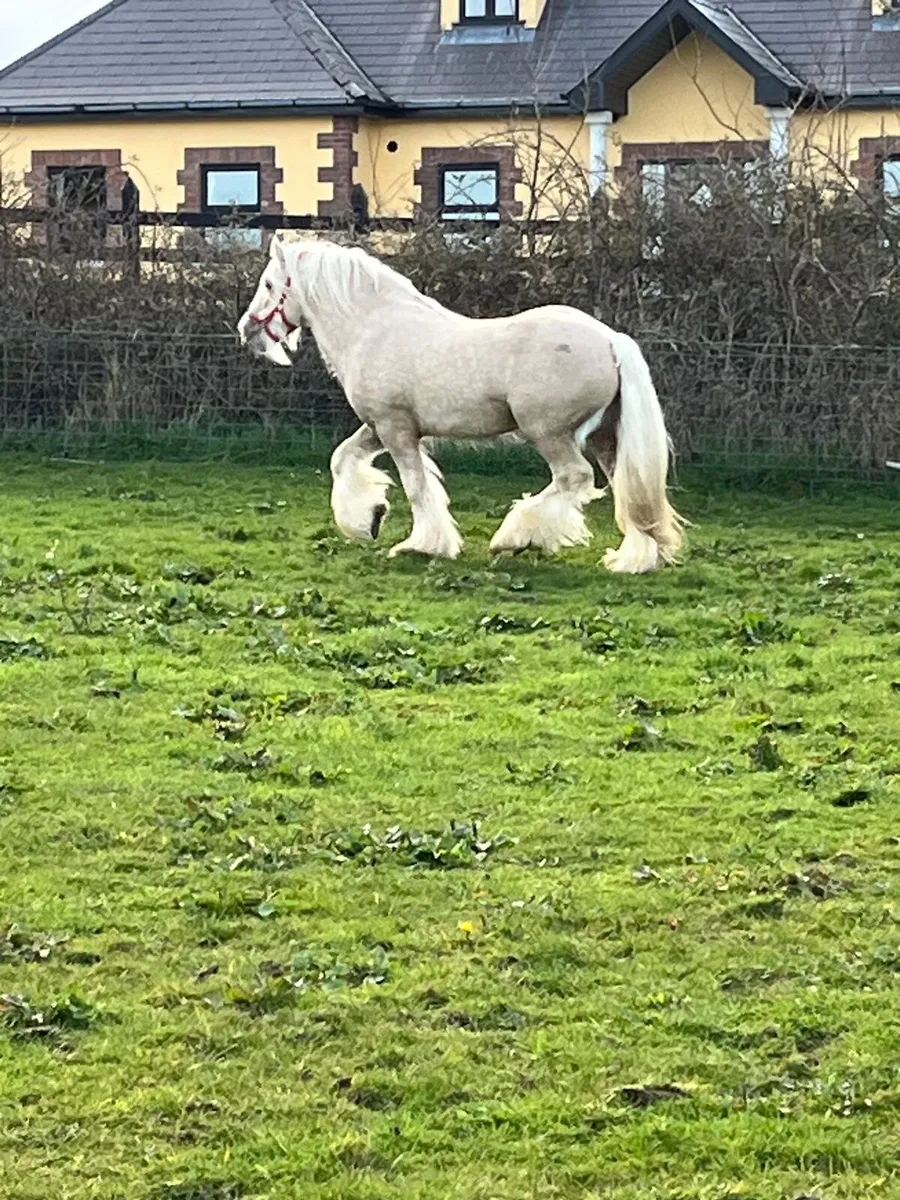 Cob X Mare and Filly Foal - Image 4