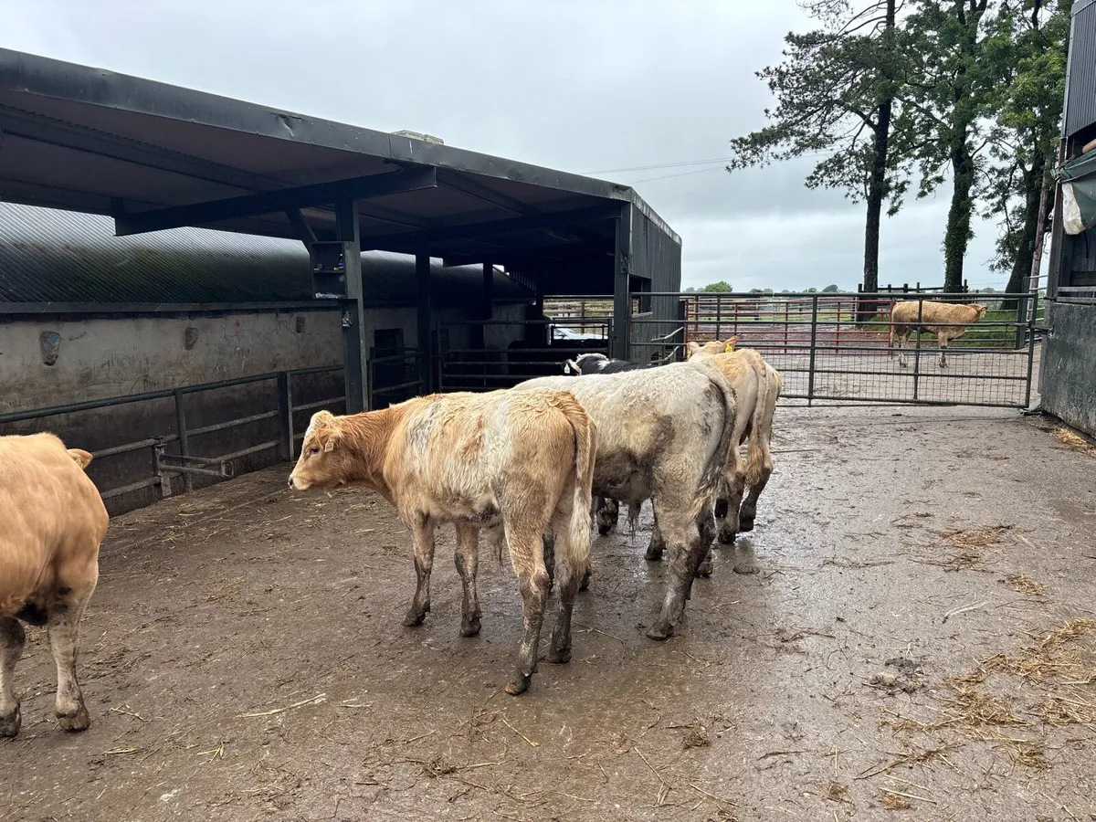 5 super charlaois bull weanlings - Image 1