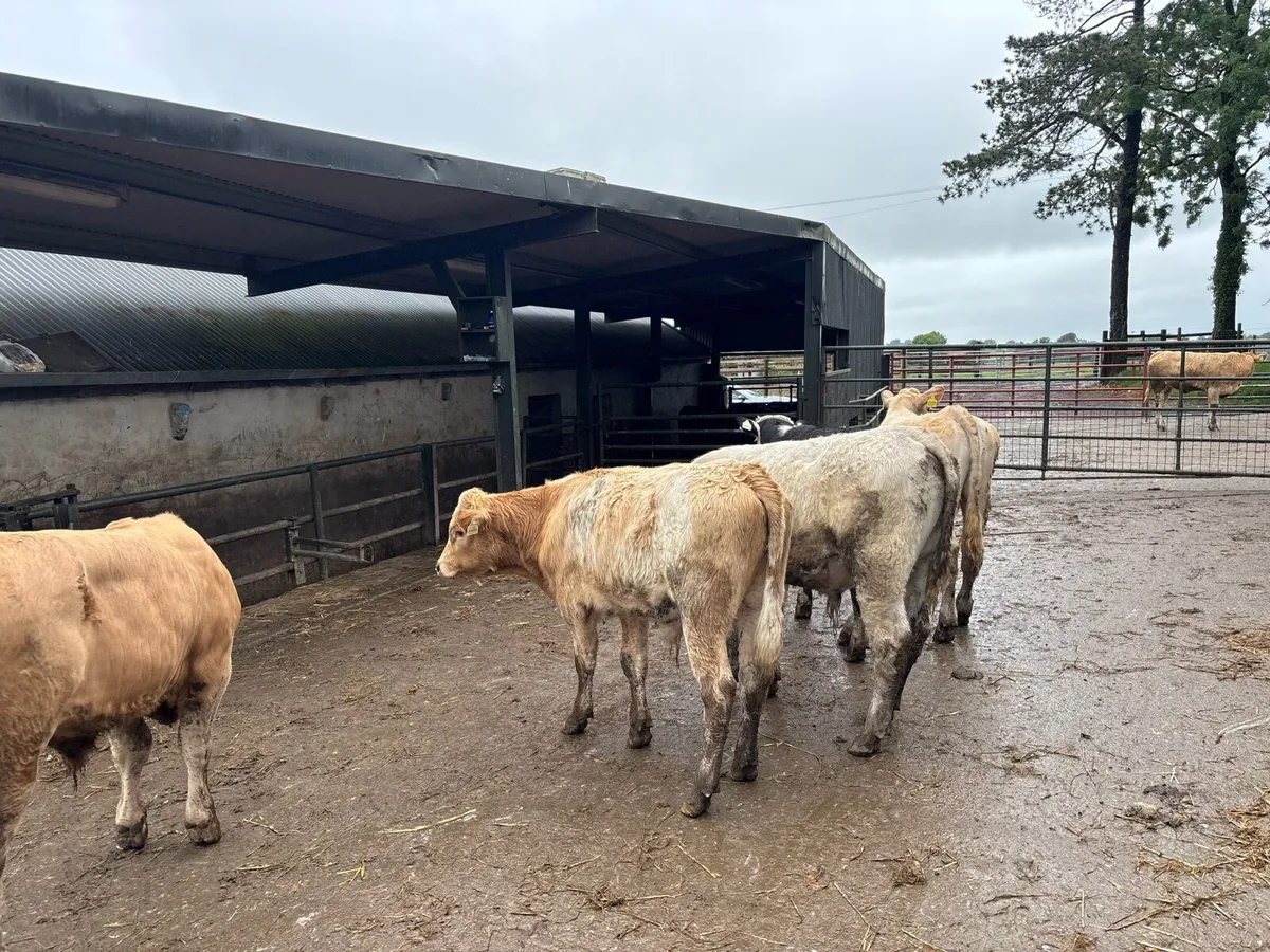 5 super charlaois bull weanlings - Image 2