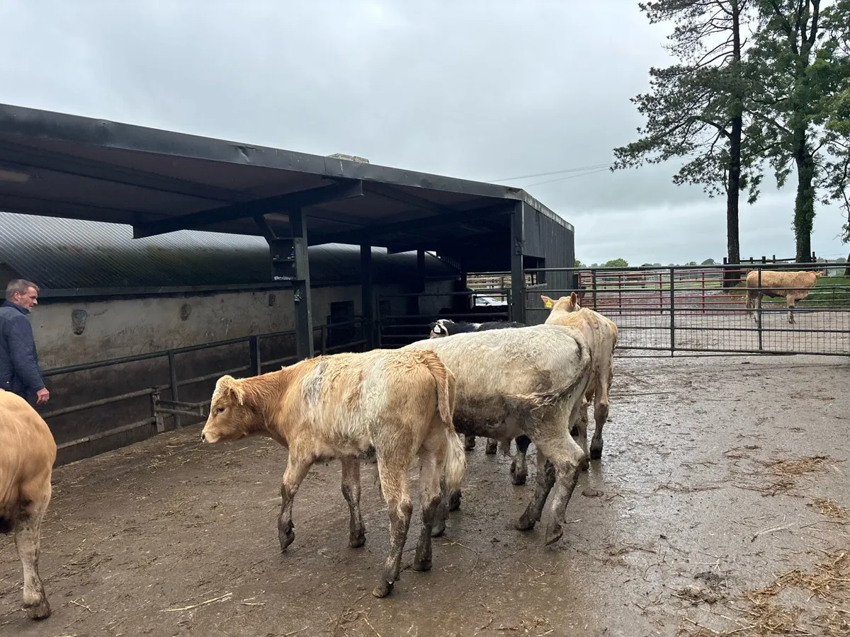 5 super charlaois bull weanlings - Image 3