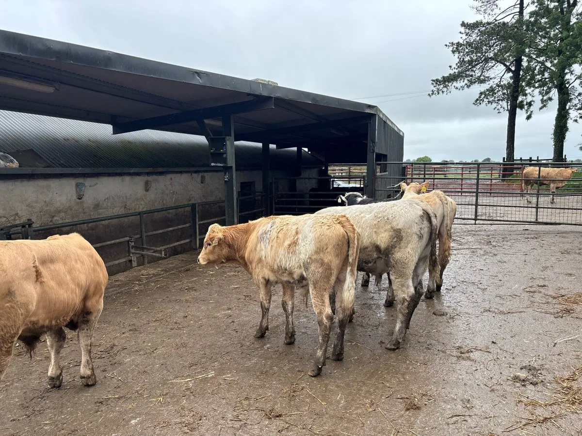 5 super charlaois bull weanlings - Image 4