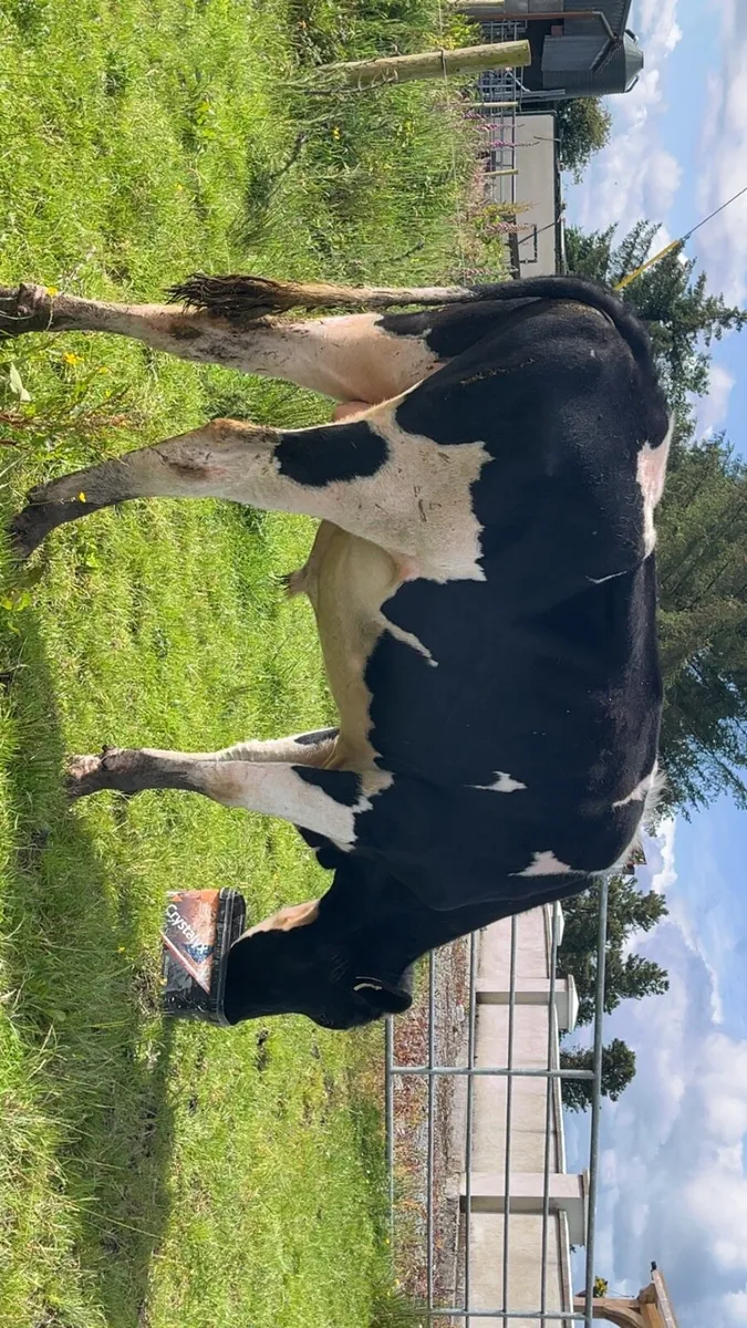 Fresian Bull - Image 1