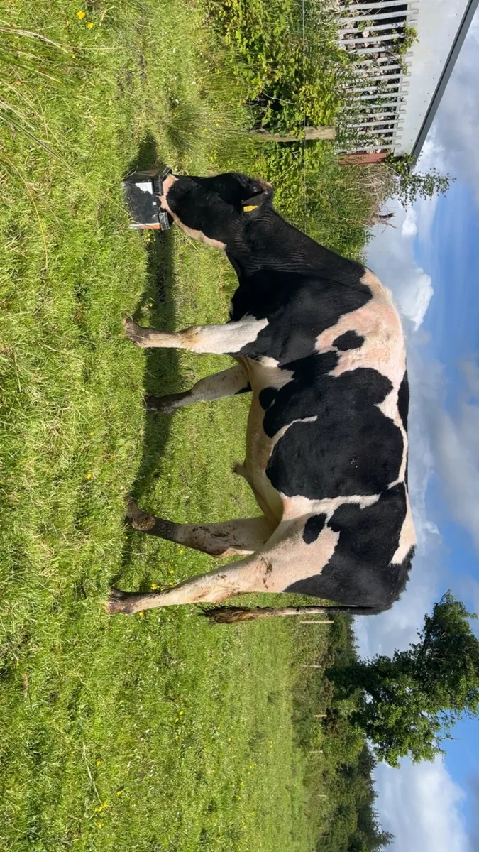 Fresian Bull - Image 2