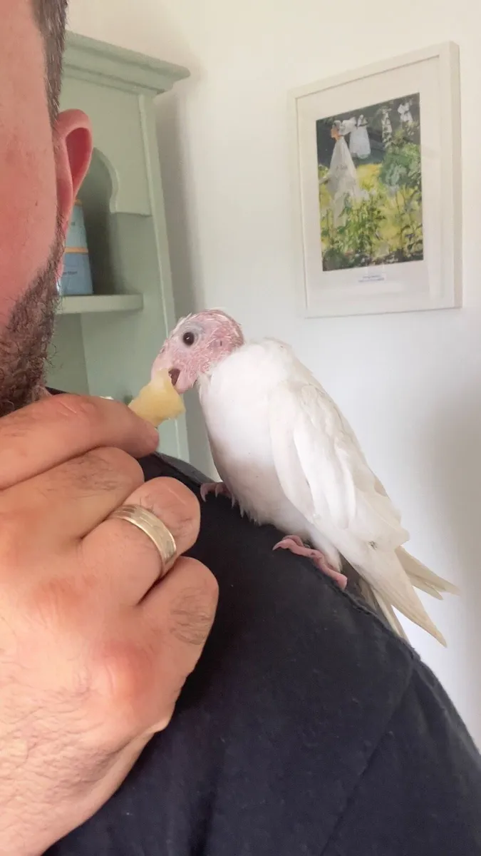Cockatiel