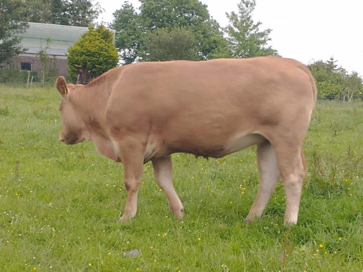 Limousine Breeding Heifer - Image 3