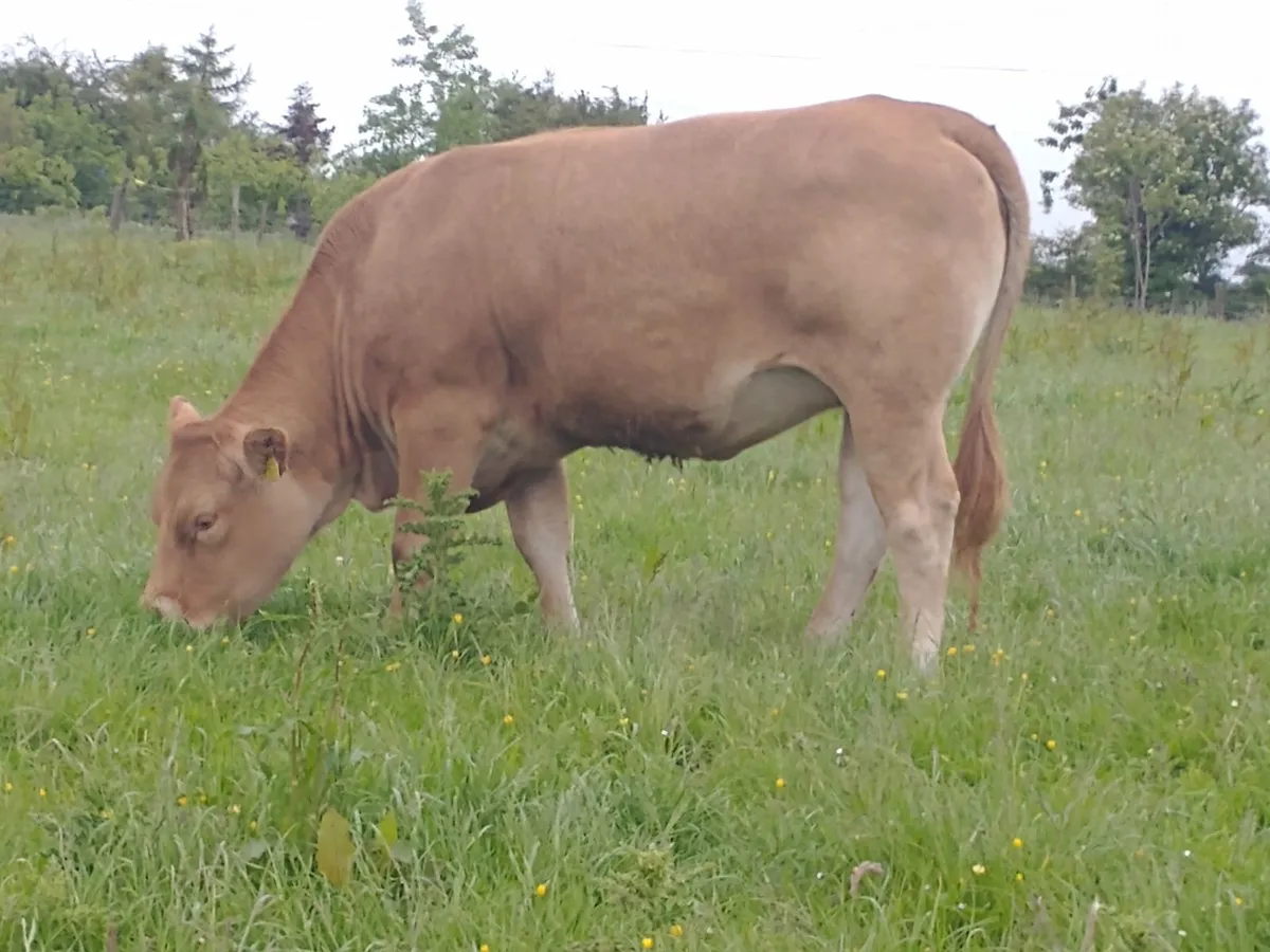 Limousine Breeding Heifer - Image 4