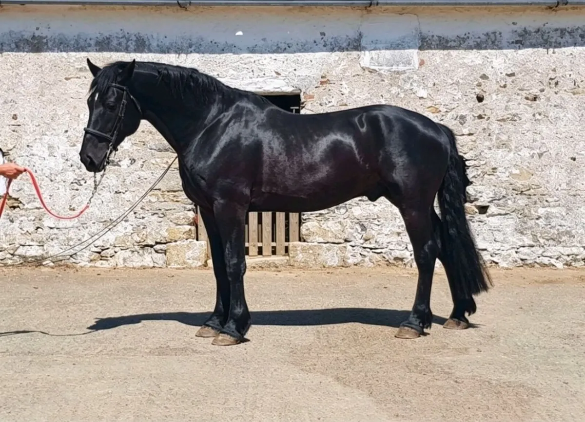 🏆Black Irish Draught Stallion🏆 - Image 1