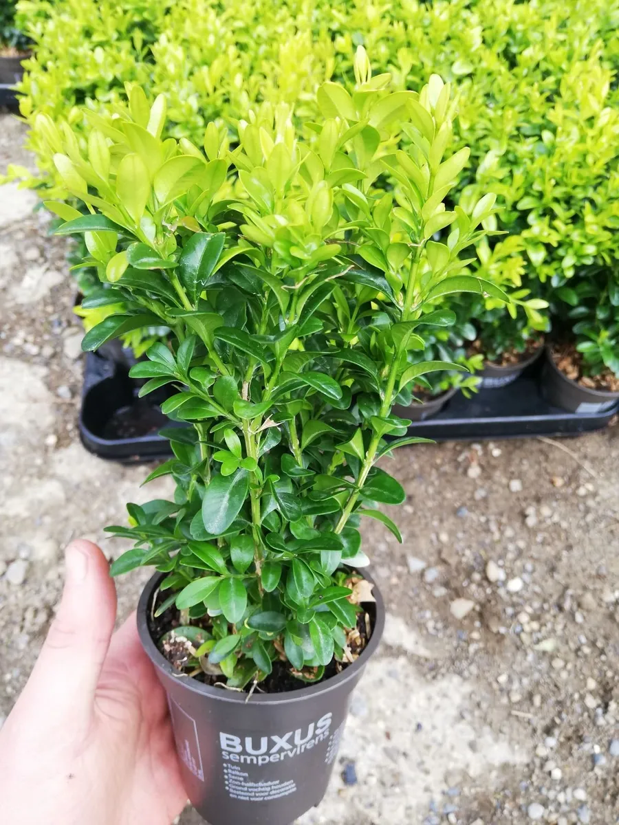 Box Hedging - Image 1