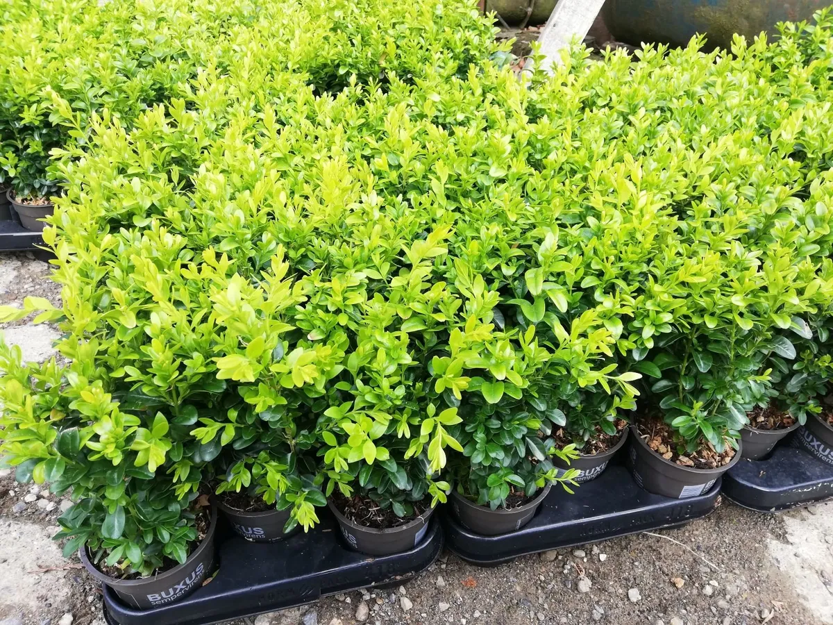 Box Hedging - Image 2