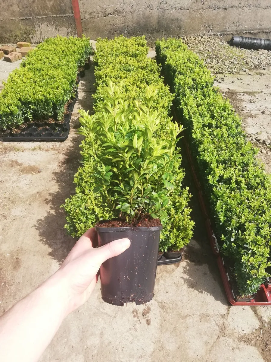 Box Hedging - Image 4