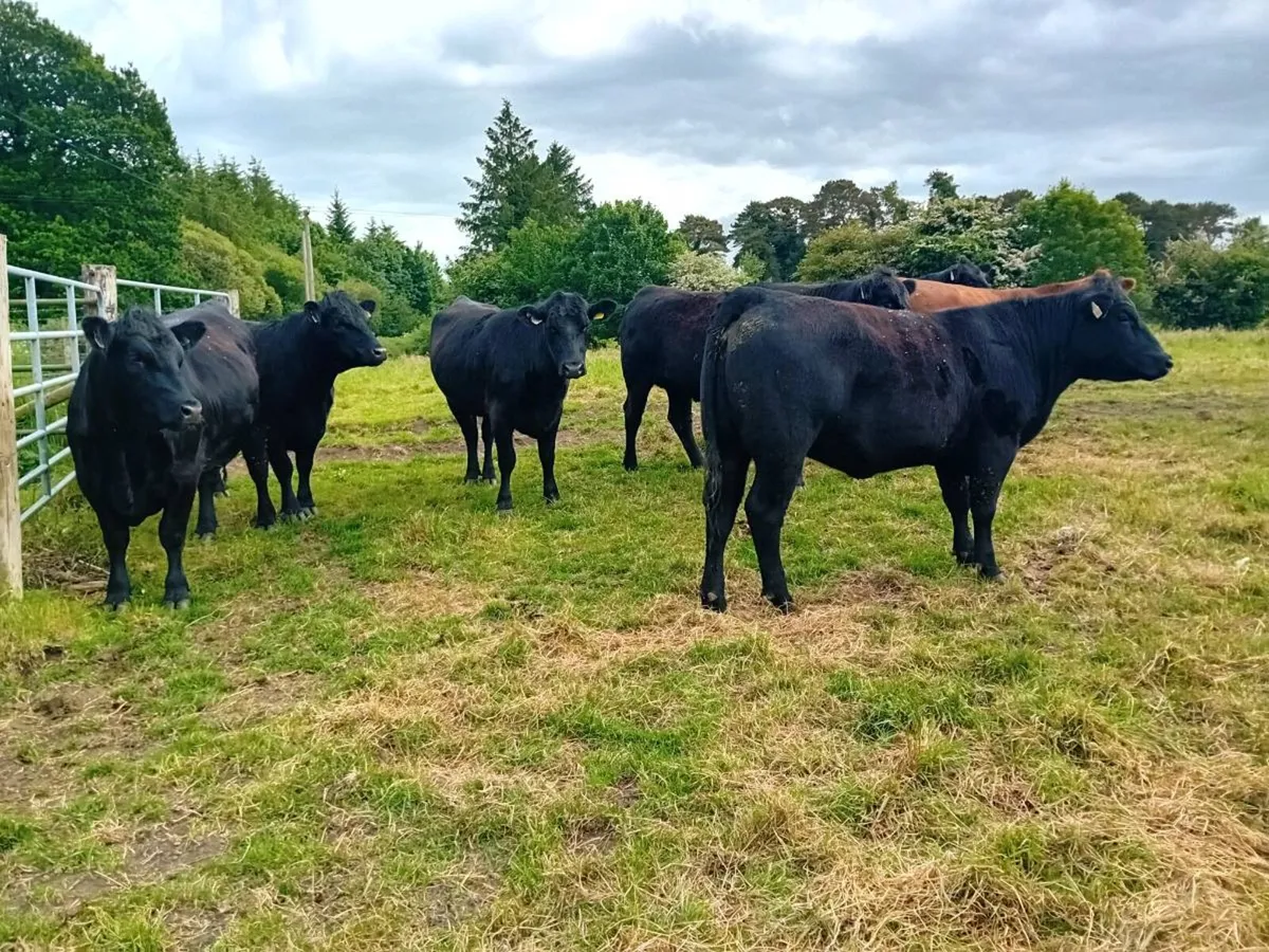 PBR Angus heifers - Image 2