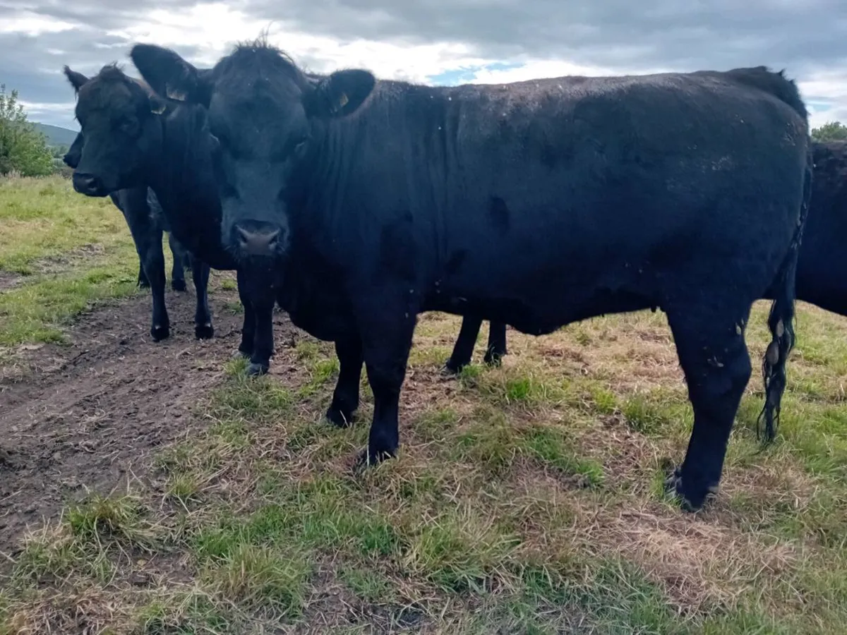PBR Angus heifers - Image 4