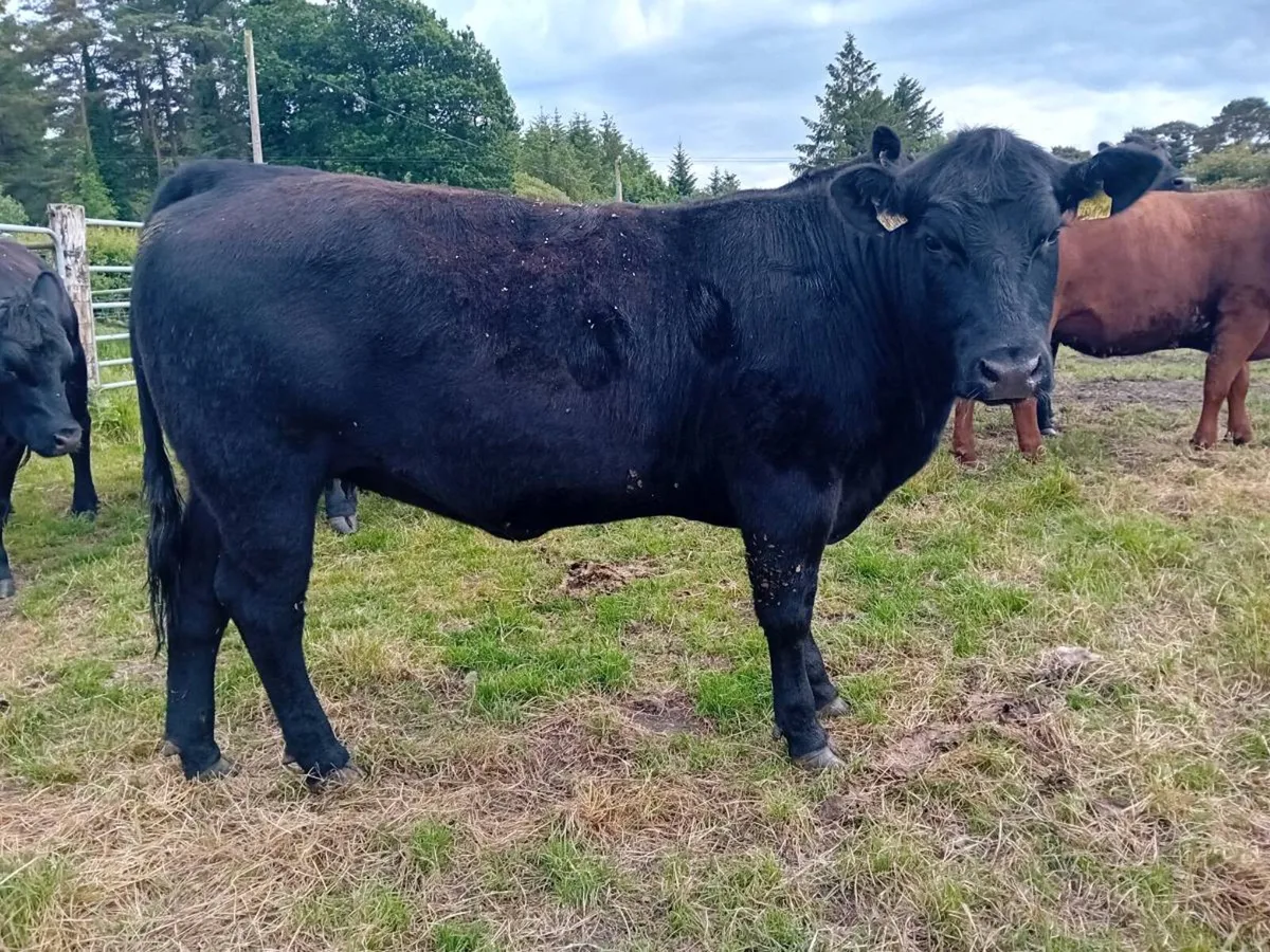PBR Angus heifers - Image 3