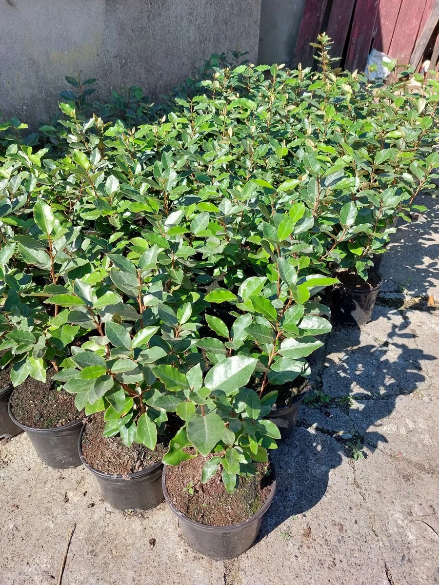 Elaeagnus Ebbengei - Coastal Hedging - Image 1