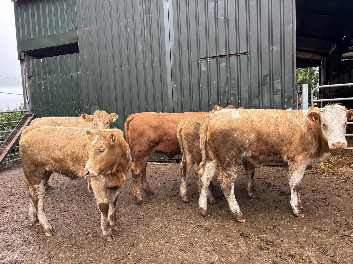 6 super 360 kg charlaois store heifers - Image 1