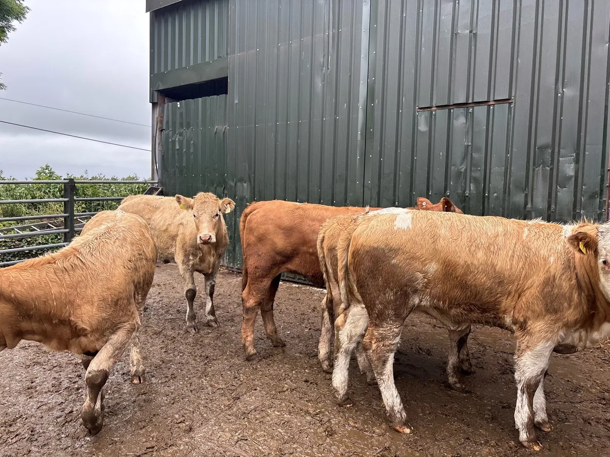 6 super 360 kg charlaois store heifers - Image 2
