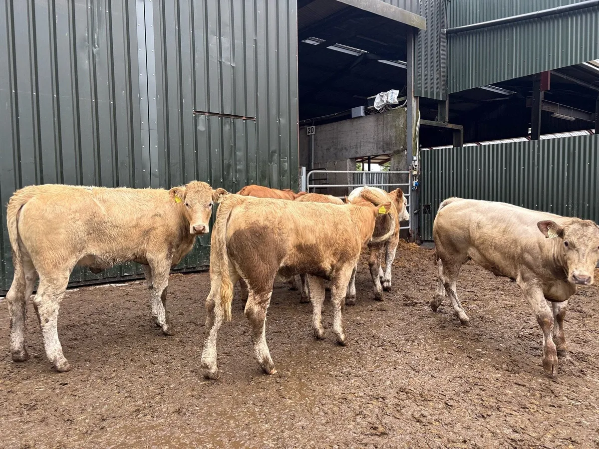 6 super 360 kg charlaois store heifers - Image 4