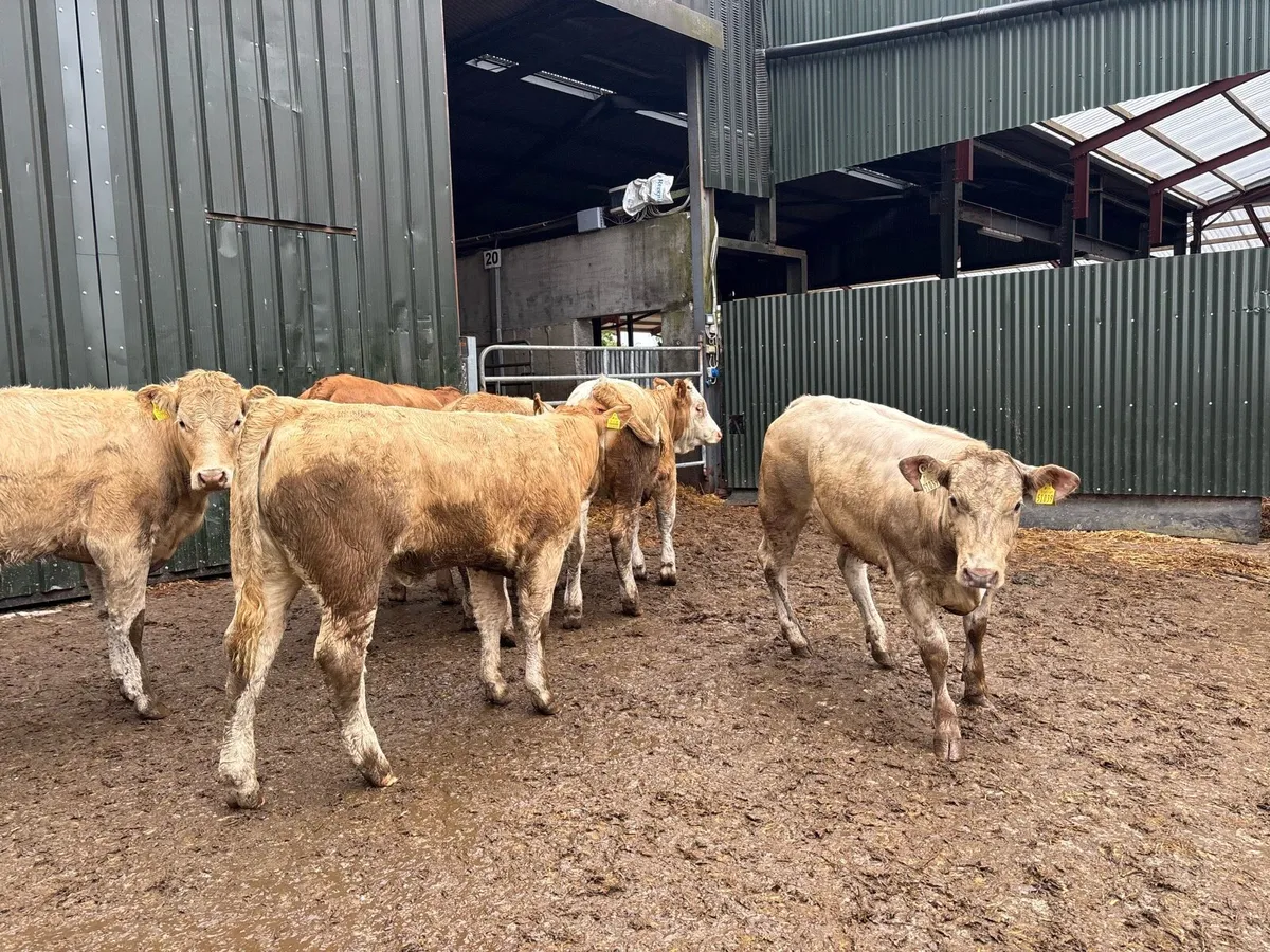 6 super 360 kg charlaois store heifers - Image 3
