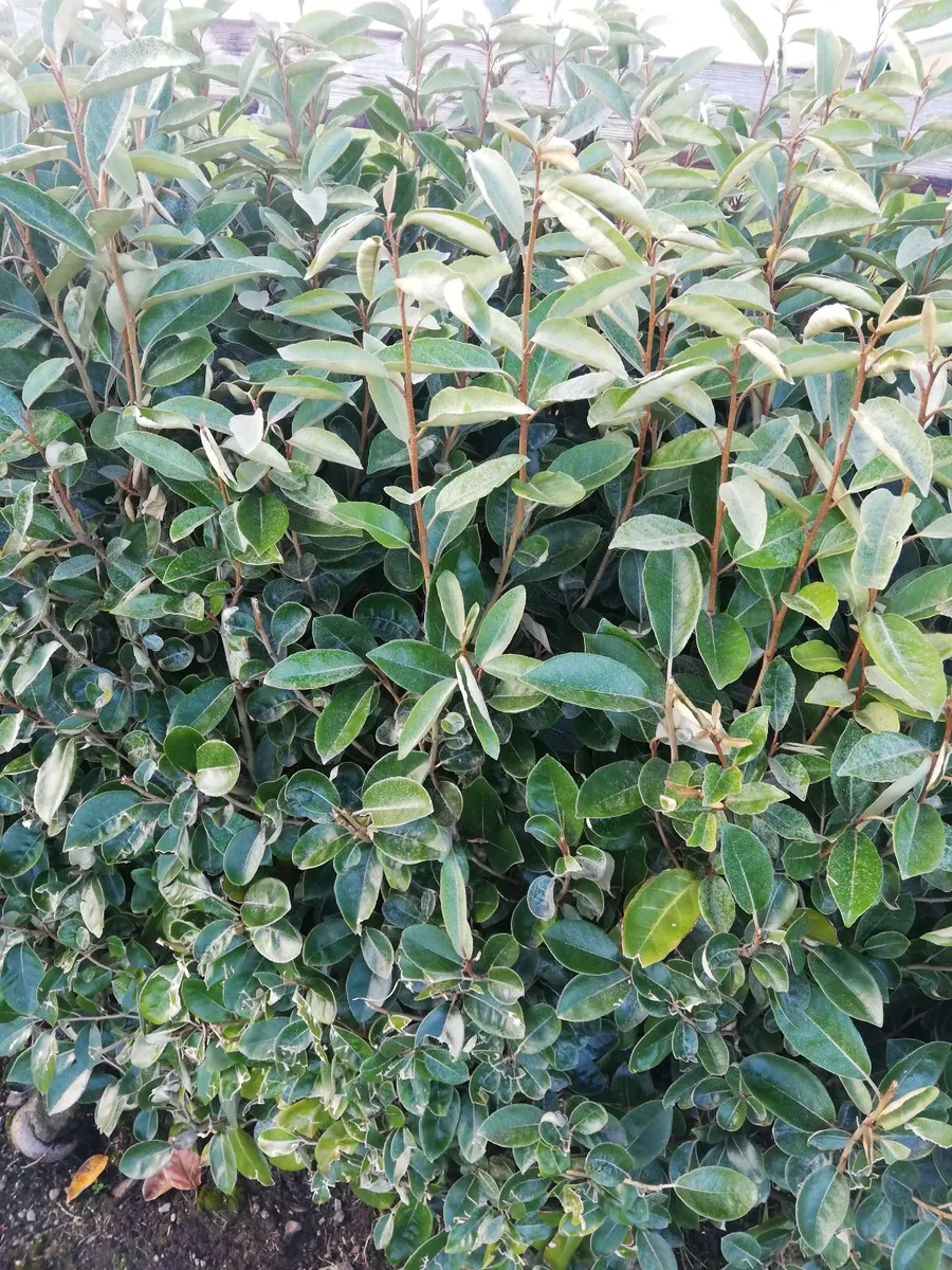 Elaeagnus Ebbengei - Coastal Hedging - Image 3