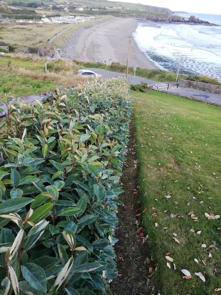 Elaeagnus Ebbengei - Coastal Hedging - Image 4