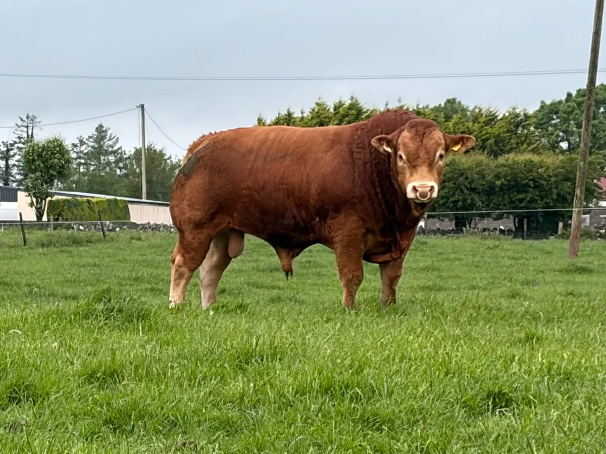 Limousin Bull - Image 1