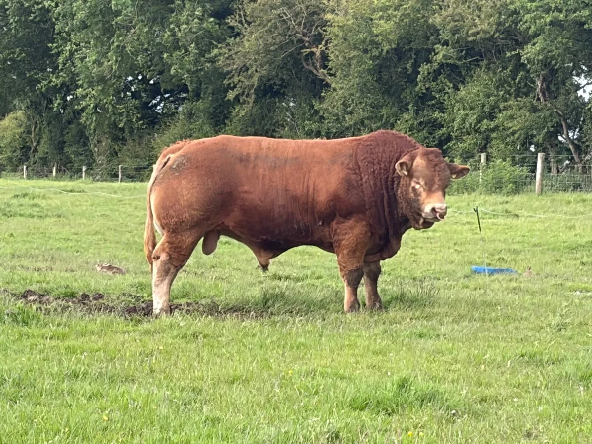 Limousin Bull - Image 2
