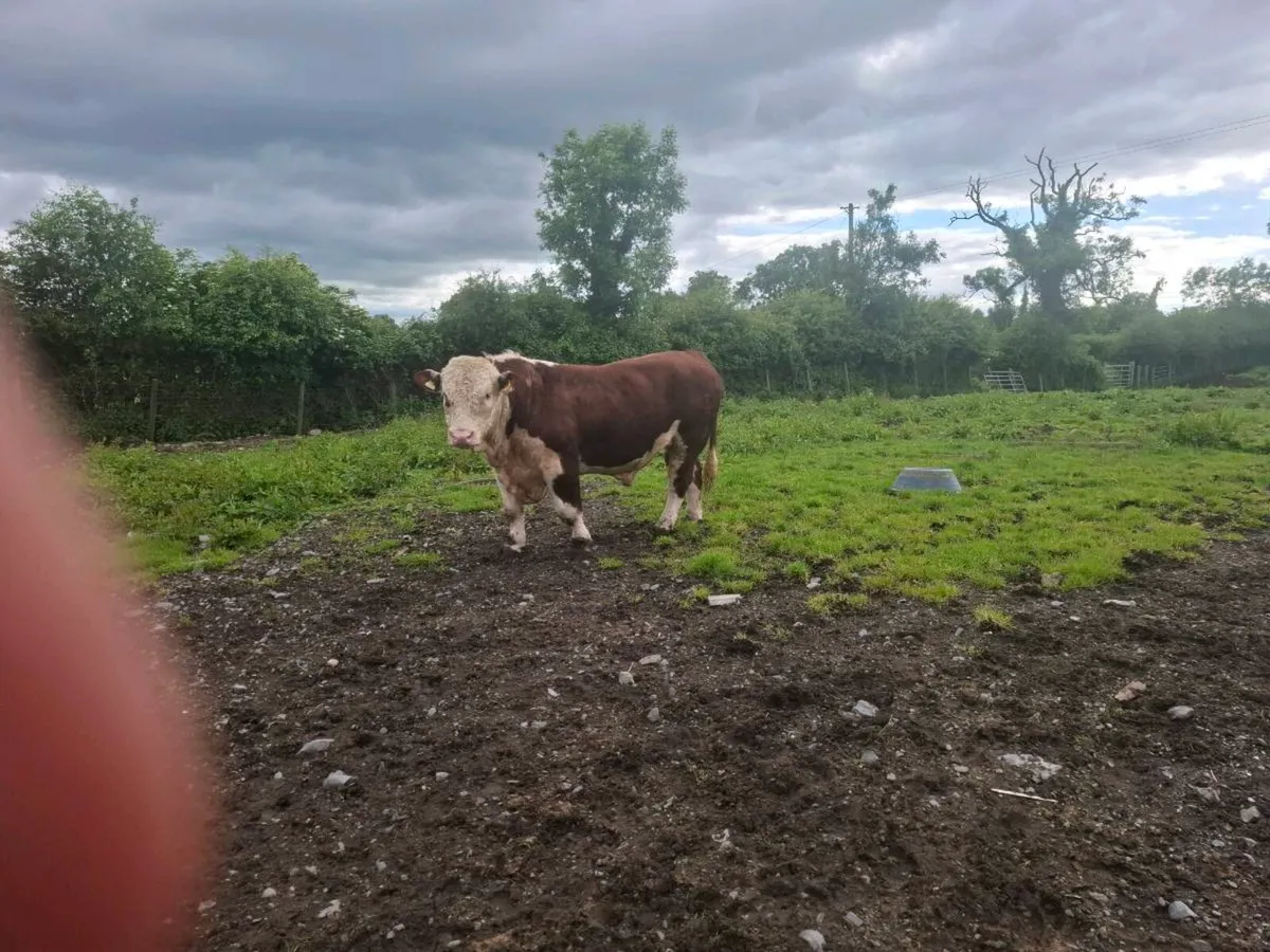 Bull - Image 1