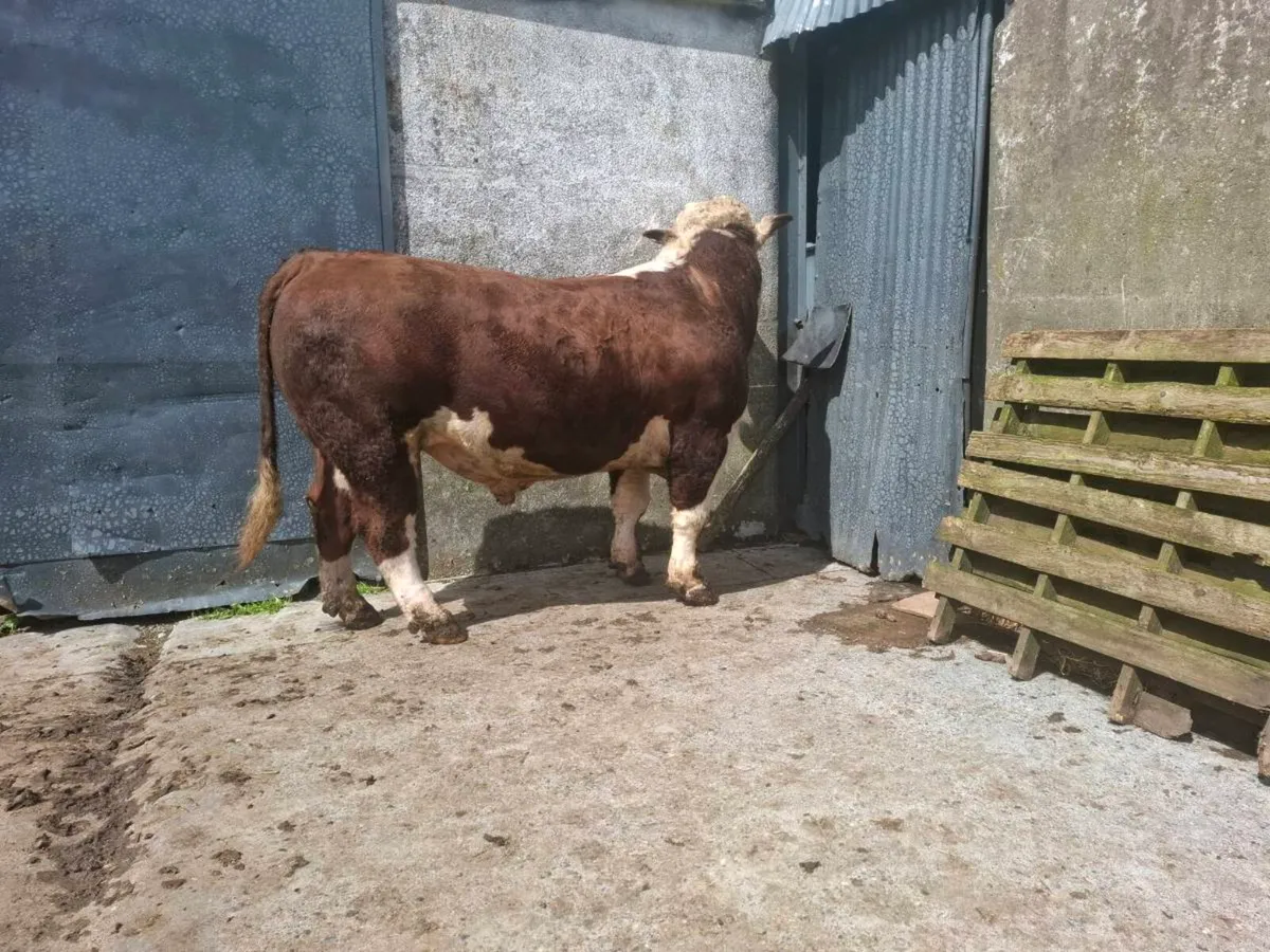 Bull - Image 2