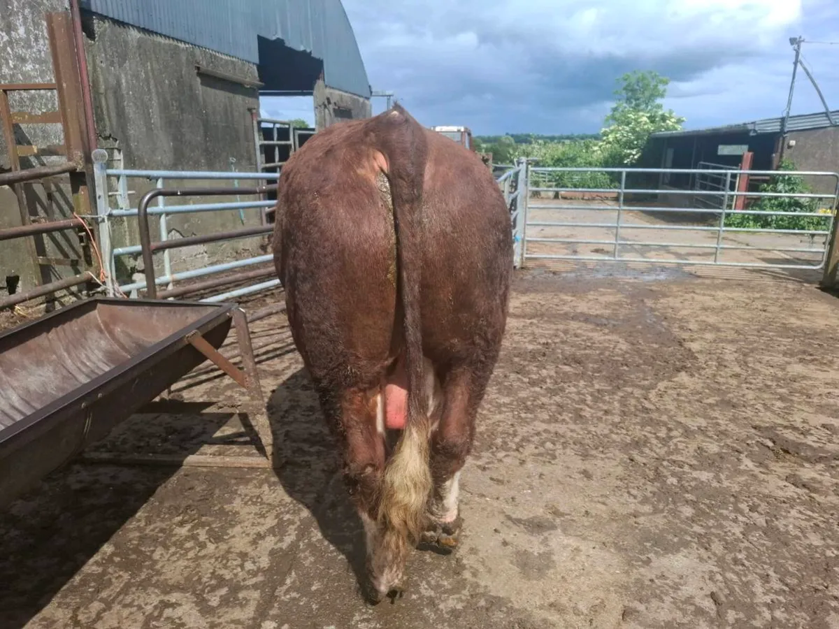 Bull - Image 3