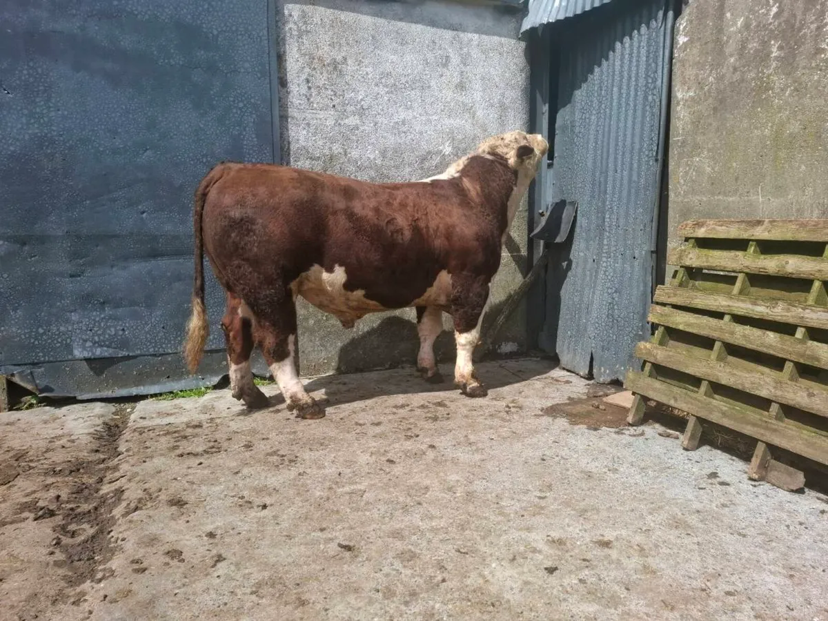 Bull - Image 4