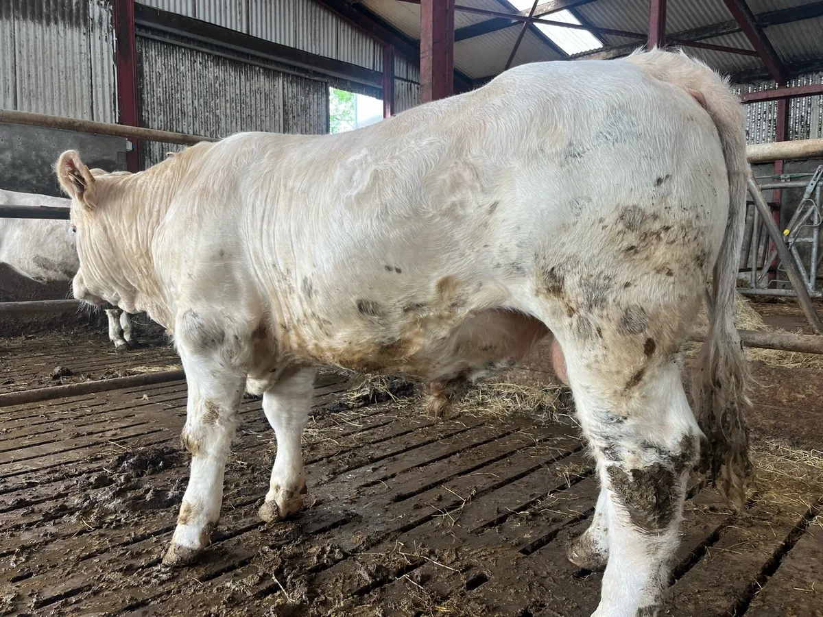 Bull - Image 2