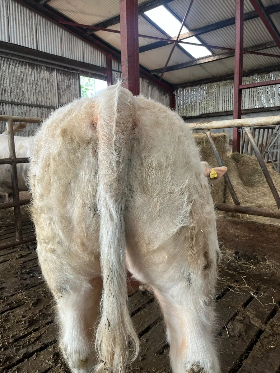 Bull - Image 3