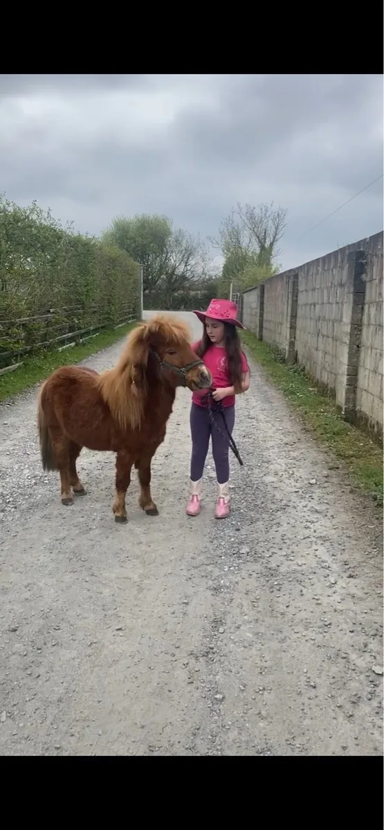 Miniature chestnut colt & gelding - Image 2