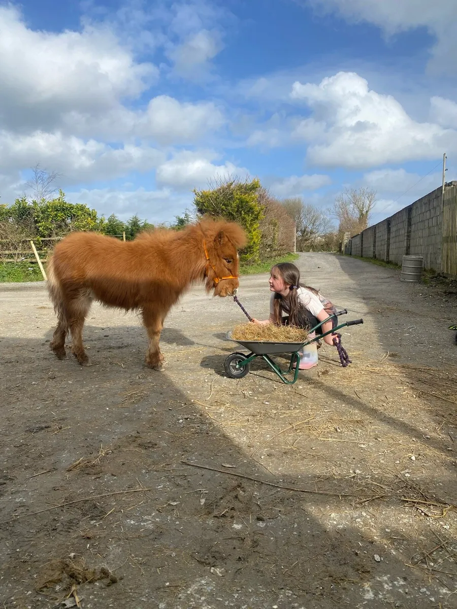 Miniature chestnut colt - Image 3