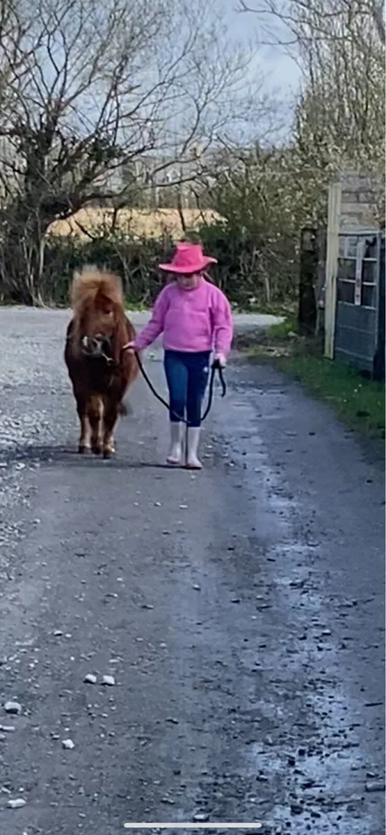 Miniature chestnut colt & gelding - Image 1