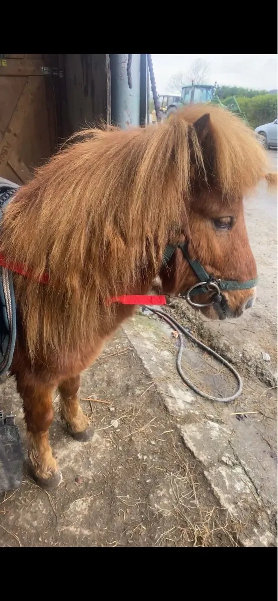Miniature chestnut colt & gelding - Image 3