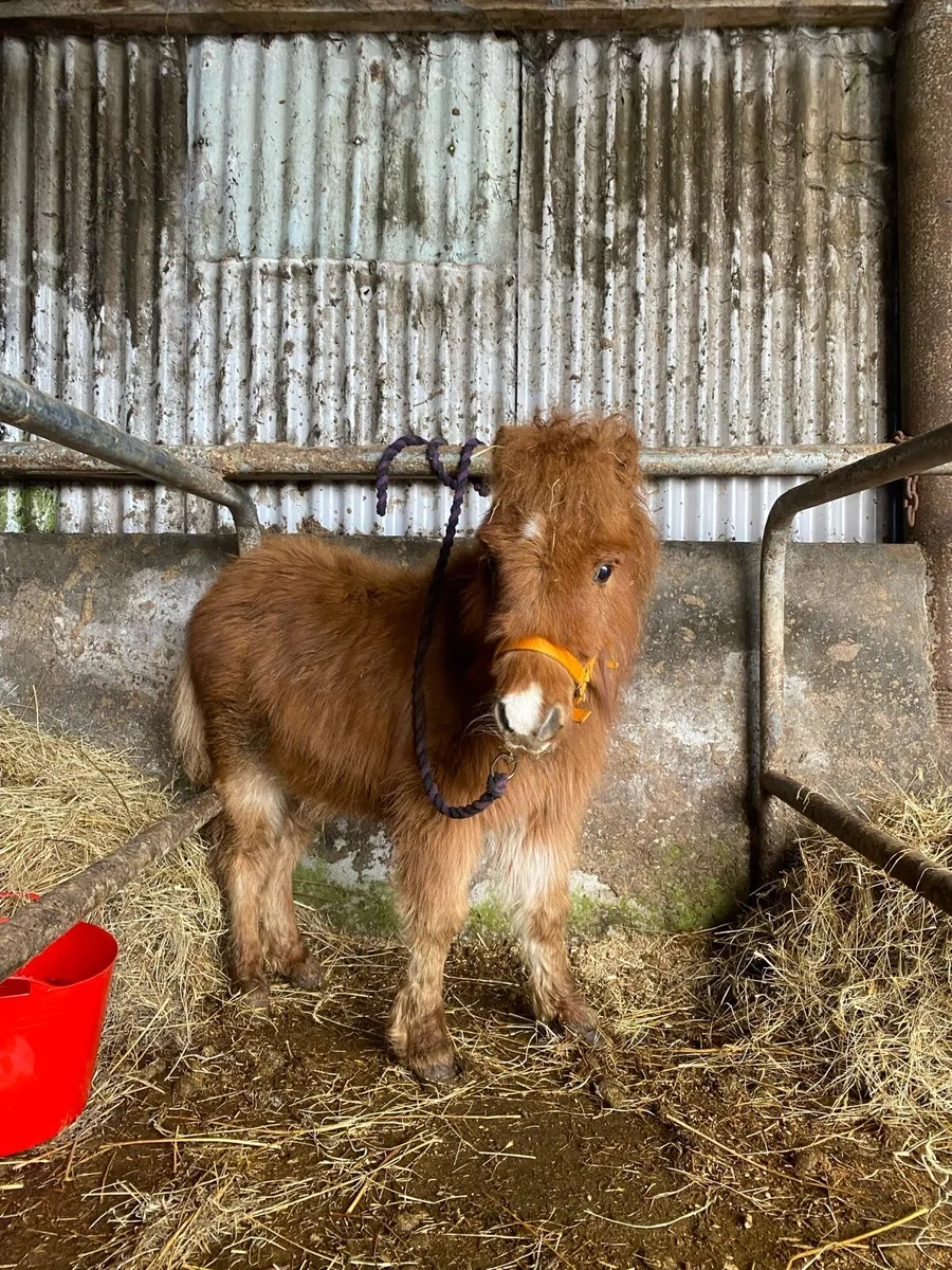 Miniature chestnut colt - Image 4