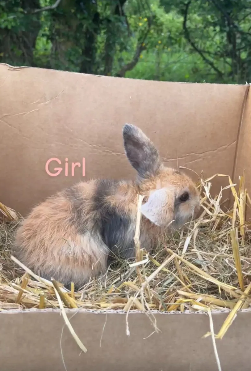 Rabbits - Image 1