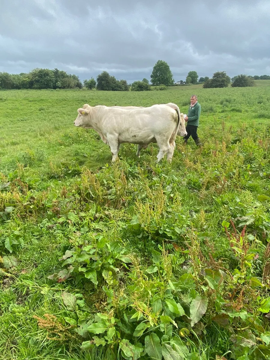Purebred Charolais Bull - Image 1