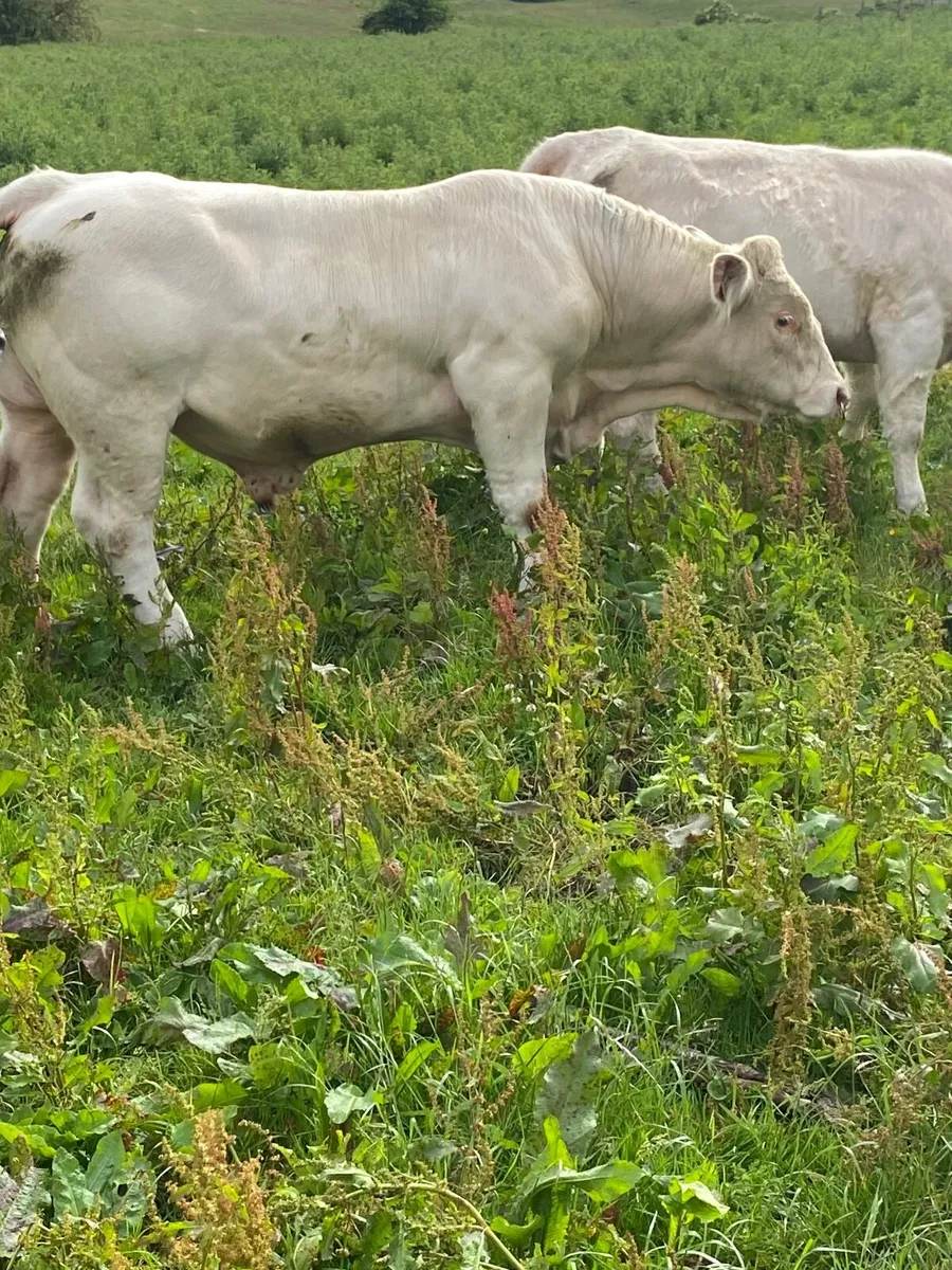Purebred Charolais Bull - Image 2